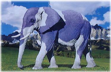 Animal Funny Pictures Blue elephant