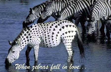 Animal Funny Pictures When zebras fall in love