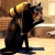 Cat Funny Pictures